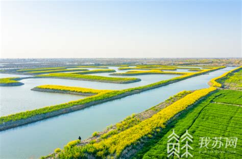 千亩油菜花开 “湖塘花海”新景添彩盐城大纵湖荔枝网新闻