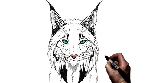 How To Draw A Lynx Step By Step Youtube