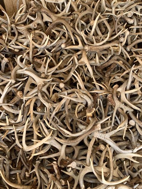 Bulk Craft Antlers All Natural Sheds With No Broken Tines Or Tips Ebay