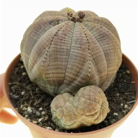 Euphorbia Obesa F Dicotomica Rare Form Cm Euphorbiaceae