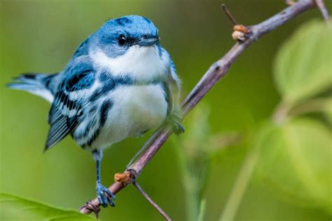 How To Record Bird Sounds Bird Academy The Cornell Lab