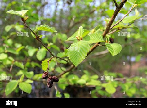 European Alder Female Inflorescences Of The Black Alder Alnus