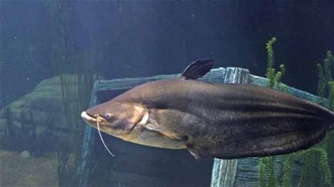 berat capai  kilogram  ikan air tawar raksasa  hidup