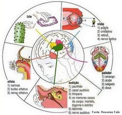 O Que É Estímulos Sensoriais - Enfrentando Desafios na EDUCAÇÃO INCLUSIVA: Estímulos Sensoriais
