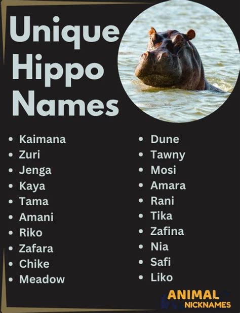 500 Unique And Fun Hippo Names Famous And Cool Ideas