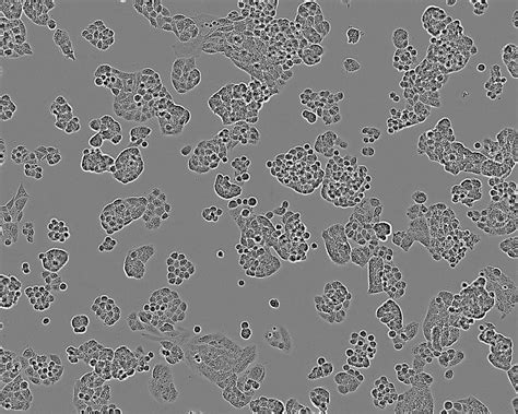 A2780 Cell Line Cell Lines Ximbio