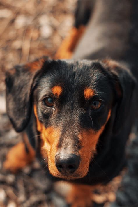 Imagen Gratis Lindo Perro Perro Salchicha Perro De Caza De Pura