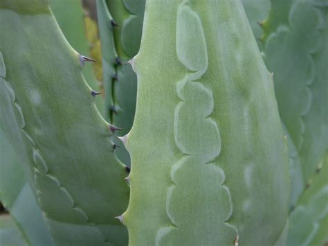 Fotos Gratis Cactus Sendero Textura Hoja Flor Verde Nica