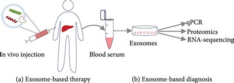 Exosome Based Theranostics For Liver Diseases A The Native Or