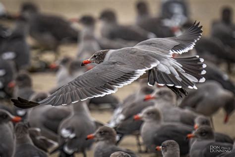 Nonbreeding Heermann S Gull Larus Heermanni The Name Flickr