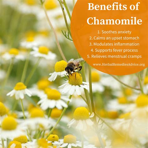 Chamomile Benefits