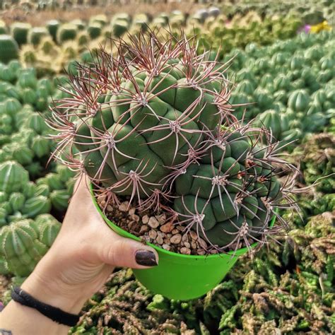 Gymnocalycium Saglionis Giromagi Cactus And Succulents