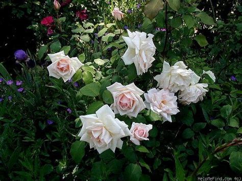 Catherine Mermet 120cm Rose Heirloom Roses Rose Photos