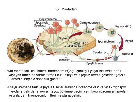 PPT MANTARLAR ALEMİ PowerPoint Presentation free download ID 3799685