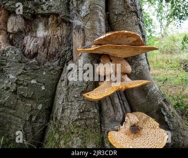 Primer Plano De Cerioporus Polyporus Squamosus Es Un Hongo De Soporte