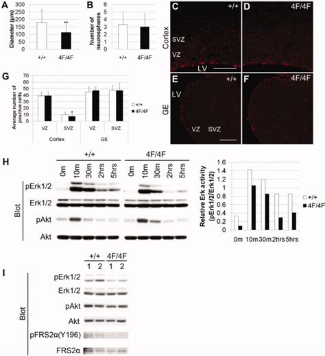 The Grb2 binding sites of FRS2α are required for the maximum levels of