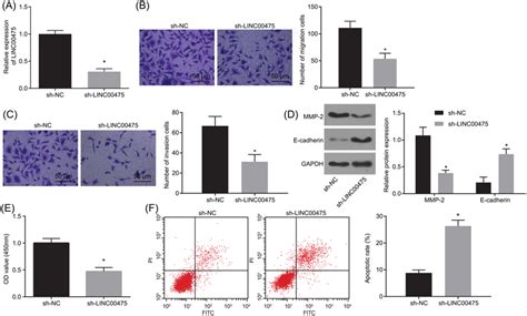 Linc00475 Silencing Suppresses Glioma Cell Proliferation Migration And