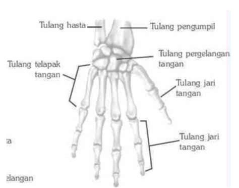 Detail Gambar Sendi Antara Tulang Telapak Tangan Dan Tulang Pengumpil