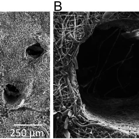 Pdf Microporous Dermal Mimetic Electrospun Scaffolds Pre Seeded With