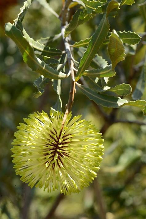 PlantFiles Pictures: Banksia Species (Banksia rosserae) by Kell