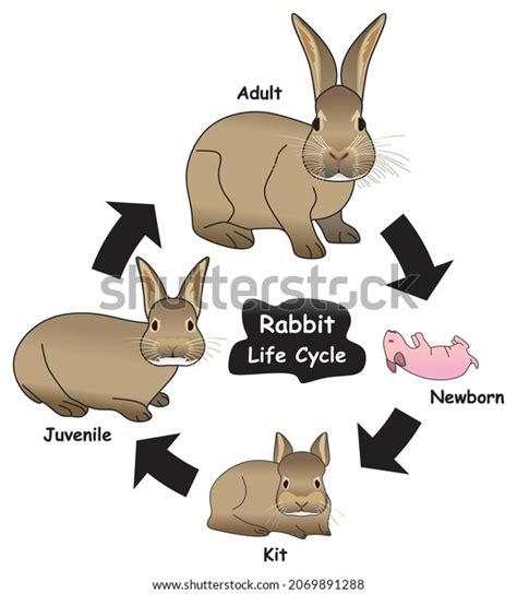 Rabbit Life Cycle And Parts Of A Rabbit Montessori Nature Printables ...