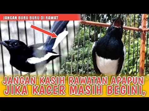 Kacer Jika Mabung Seperti Ini Jangan Berikan Rawatan Apapun Cara