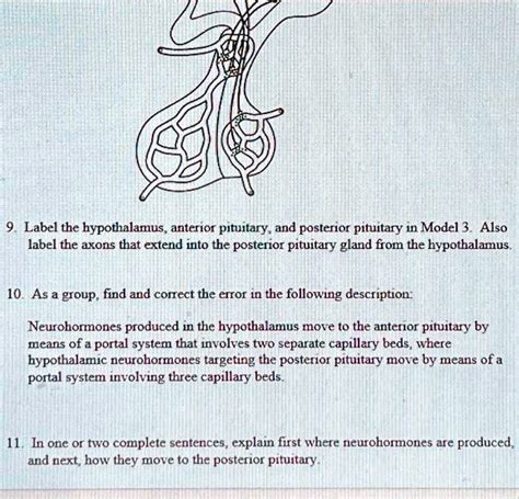 SOLVED Label The Hypothalamus Anterior PItuitary And Posterior