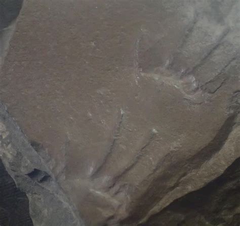 Fossilized Reptile Or Amphibian Footprints Cordova Alabama Usa