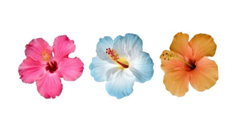 Hibiscus Wallpaper For Laptop In Pretty Wallpaper Iphone Laptop