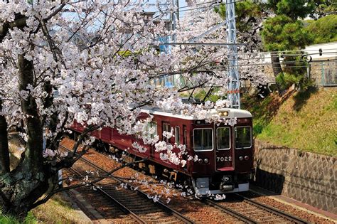 Tokiwais Photo Blog 桜と阪急電車 夙川・芦屋川間