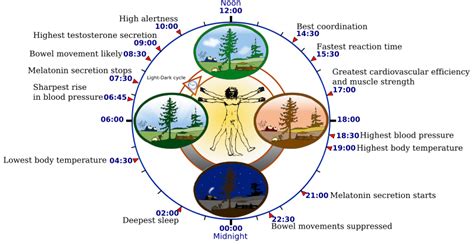 Circadian Rhythm Sleep Disorder Symptoms - Sleep Disorders Advice & Help