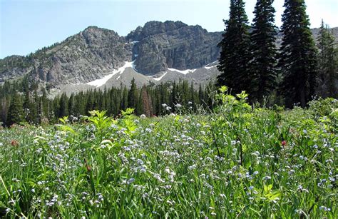 Albion Basin Wildflowers Photos Diagrams And Topos Summitpost