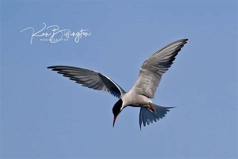 Seabirds | Focusing on Wildlife