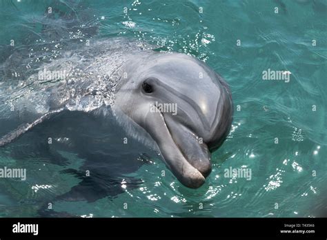 Dolphin Swimming In The In Red Sea Of Israel Near The City Off Eilat