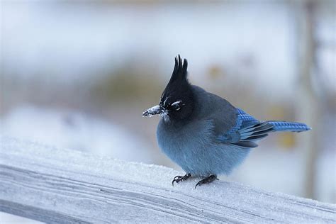 Stellers Jay In Winter Photograph By Jemmy Archer Fine Art America