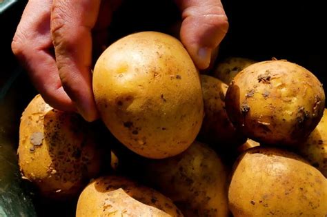 9 Common Potato-Growing Problems & How to Fix Them