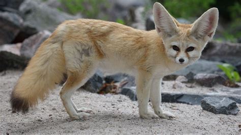 Pourquoi Le Renard Des Sables A T Il Les Oreilles Plus Grandes Que Le