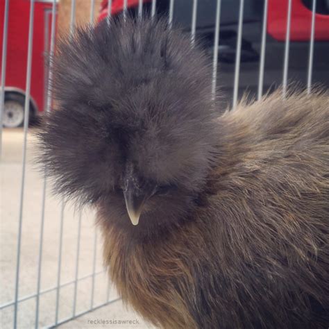 Silkie Combs Backyard Chickens