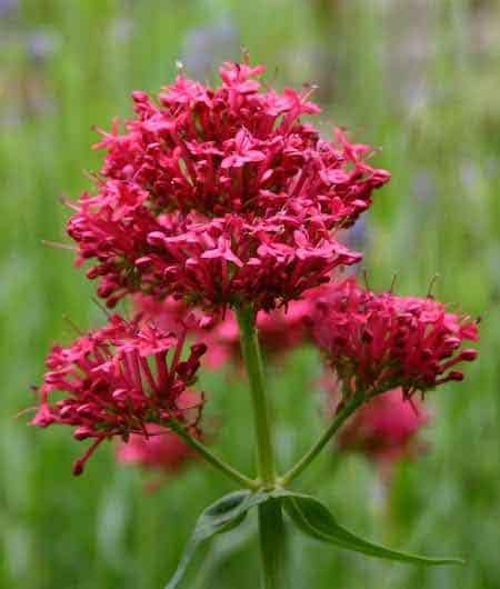 Plantes Qui Poussent Dans Votre Jardin Sans Eau Ou Presque