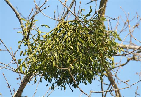 Usine Parasite De Gui D Album Europ En De Viscum S Levant Sur L Arbre