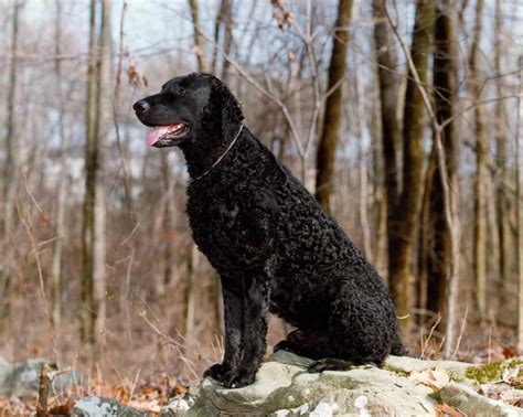 Curly-Coated Retriever - Dog Breed Standards