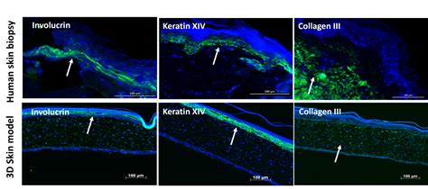 D Skin Models Non Artificial Human In Vitro Skin Tests Alcyomics