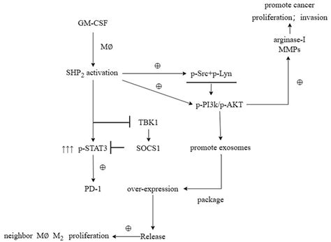 M Csf Secreted By Gastric Cancer Cells Exacerbates The Progression Of