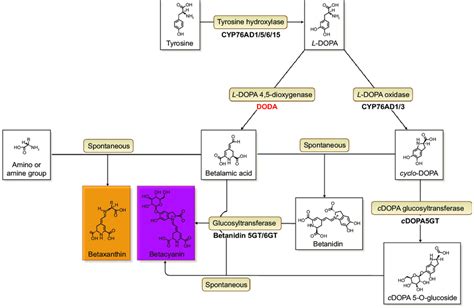 The Betalain Biosynthetic Pathway A Schematic Showing The Enzymatic