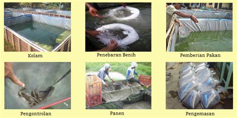 Tahapan Budidaya Pembesaran Ikan Konsumsi