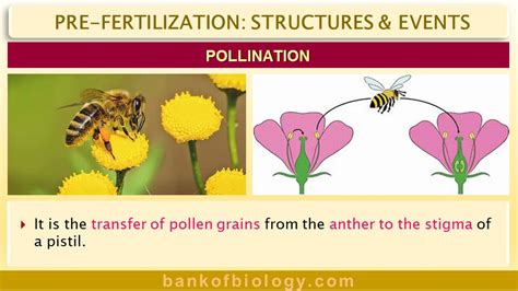 Sexual Reproduction In Flowering Plants Part 3 Pollination And Double Fertilization