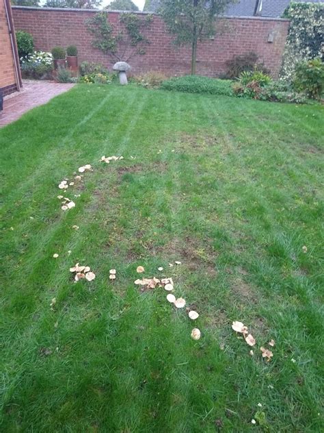 Fairy Ring In Lawns Lawn Treatment Service