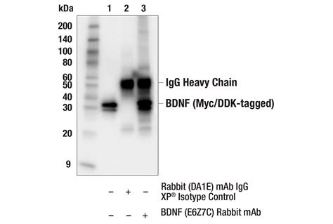 BDNF E6Z7C Rabbit MAb Cell Signaling Technology