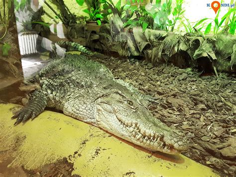 Polska Gdańsk Zoo Gdańsk Gdańskie Zoo Jest Jednym Z Największych W