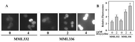 Under Oxidative Stress Hsp60 Depletion Increases Peroxide Levels